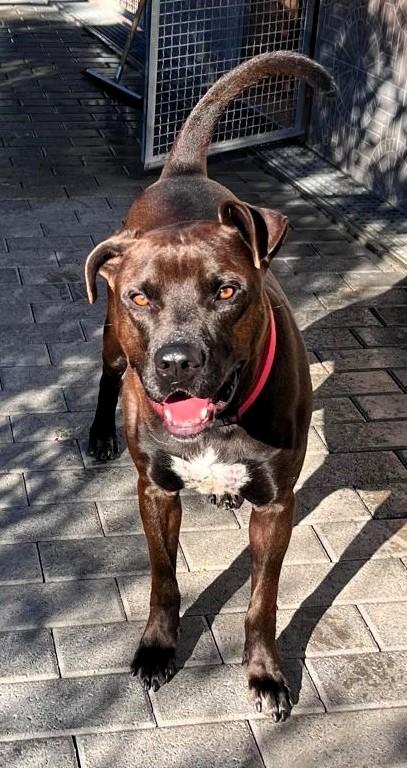 Nigel Bellissimo Pit